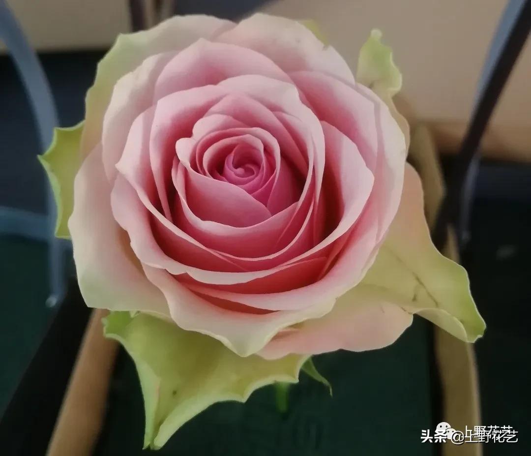 100种玫瑰代表什么,100种玫瑰品种