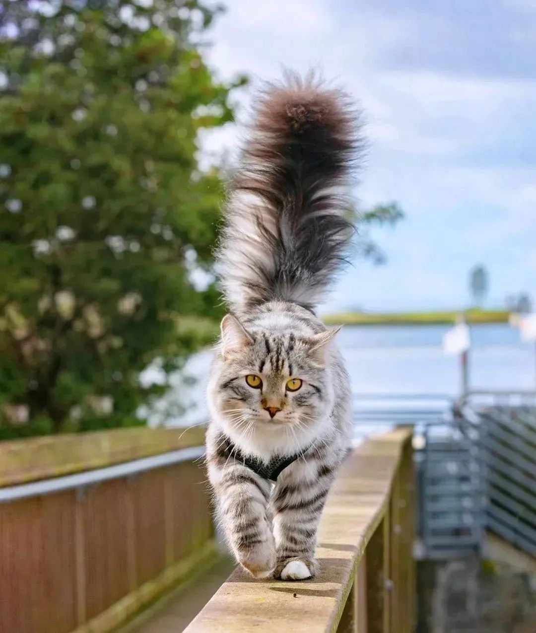 喵界的“荒野猎人”，被人误会多年，其实它才是俄罗斯的国猫