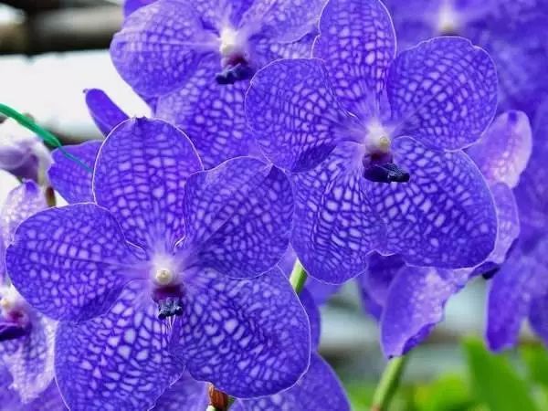 世界各国的国花花语,各国的国花和禁忌花