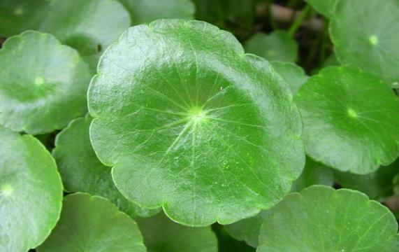 减龄抗皱紧致涂抹面膜,抗皱紧致祛细纹面膜