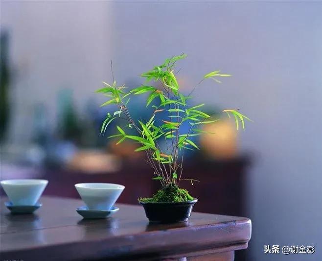 我本来去买*眠药安**，谁知却中了彩票