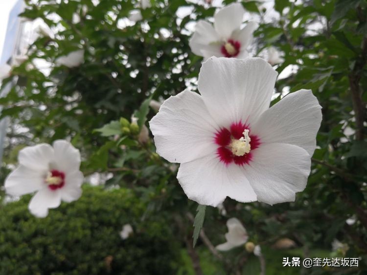 怀念老连队阔别多年的老战友,连长李春