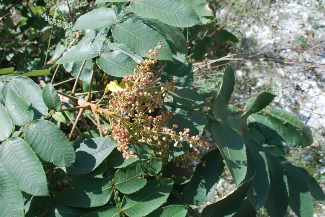 硬核整理！高清中药教材原植物彩*图色**谱（四期）