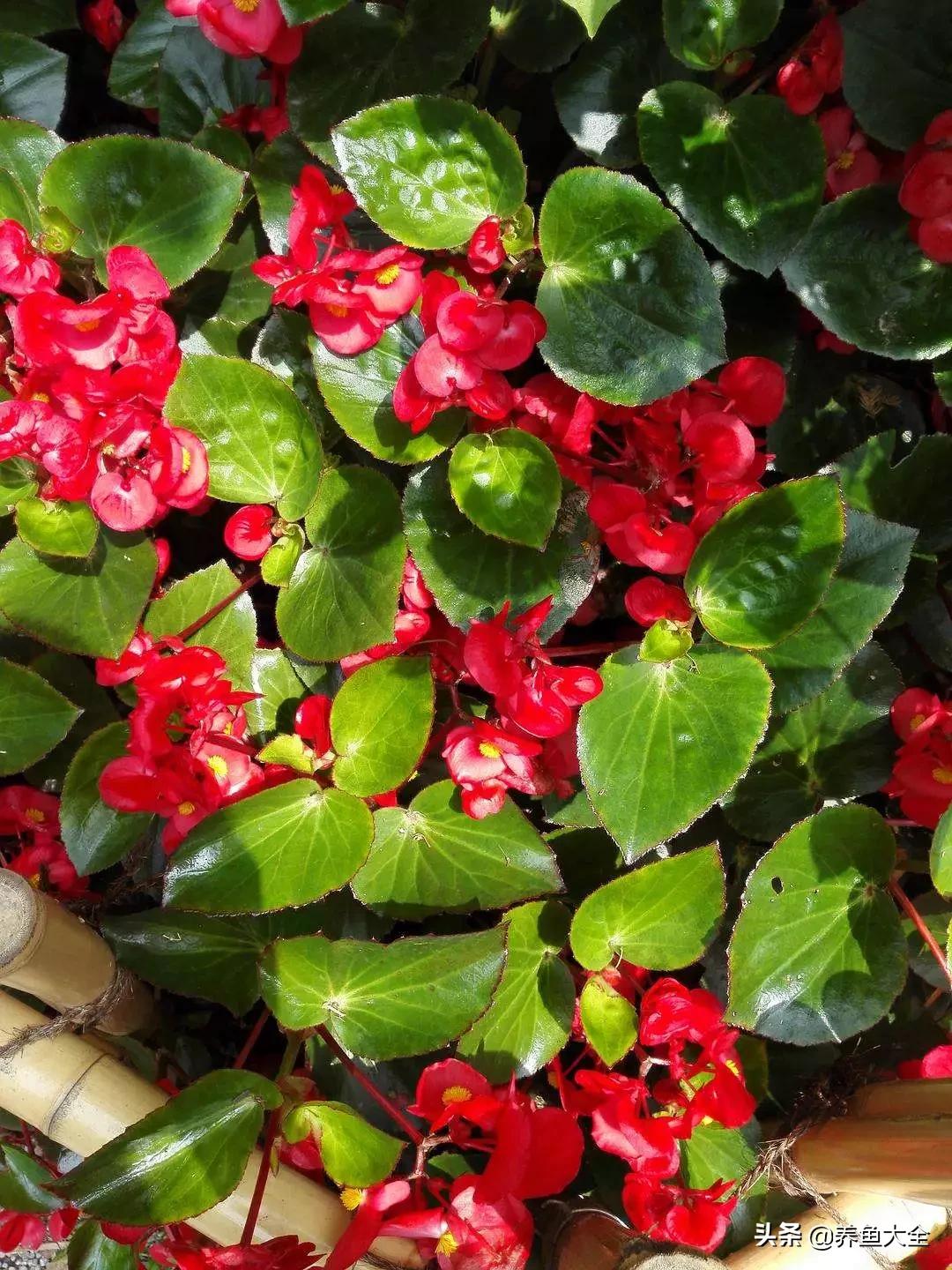 一至十二月的花期,12月到2月份的花期