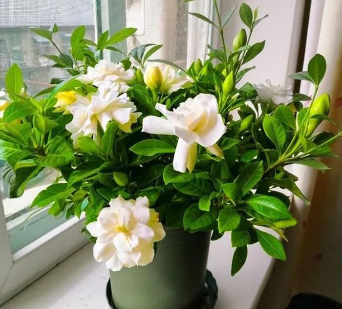 栀子花和发财树的夏季养法,栀子花树怎么养才能让叶子油亮