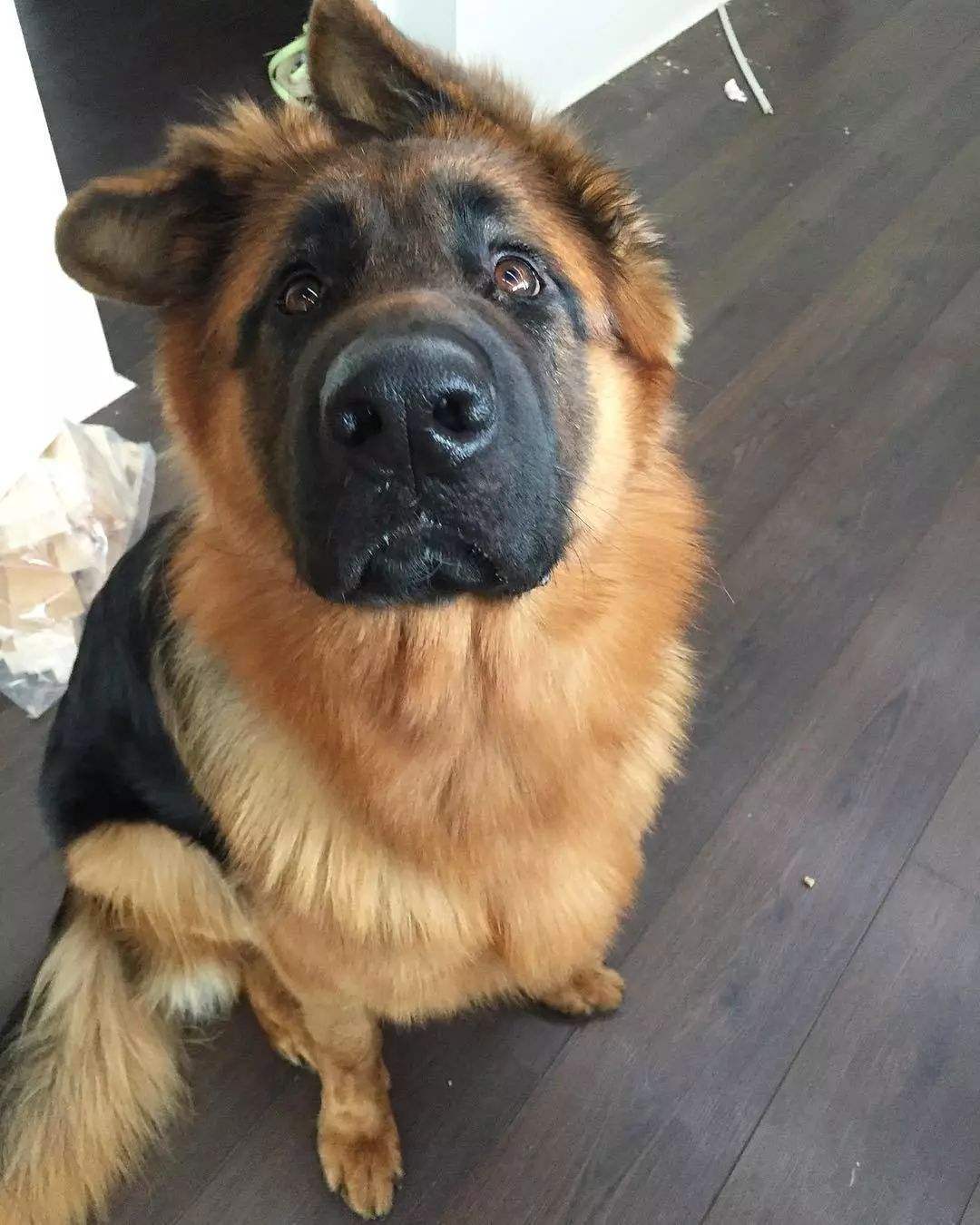 德牧小时候耳朵是不是竖起来的,德牧是最帅的狗