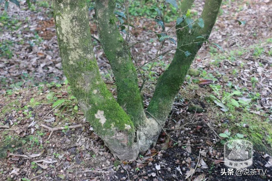 福鼎白茶还有“十不采”规定？让我们去河山有机茶园一探究竟