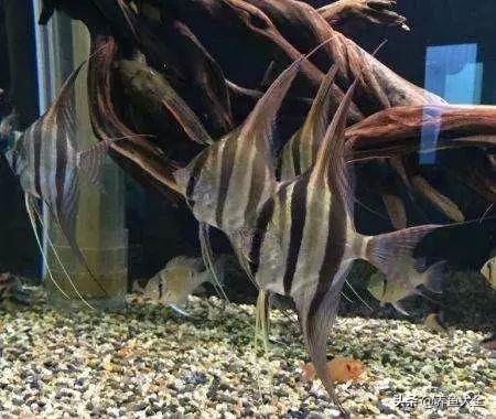 龙鱼混养要怎么样才不打架,龙鱼混养一般几条龙不容易打架