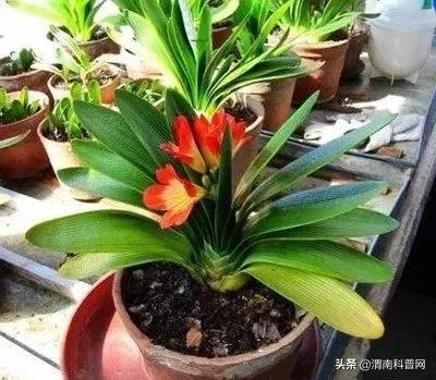 妞嶇墿鍡栧棖闀跨垎鐩嗕笉榛勫彾,鍏绘鐗╀竴涓槦鏈熶笉姝荤殑绉樻柟