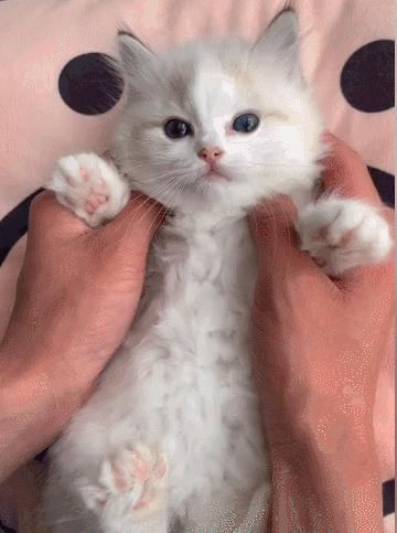 全网十大最丑猫咪,史上最丑的猫咪搞笑视频