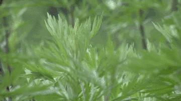 艾草是个宝神奇功效,艾草真的那么好吗