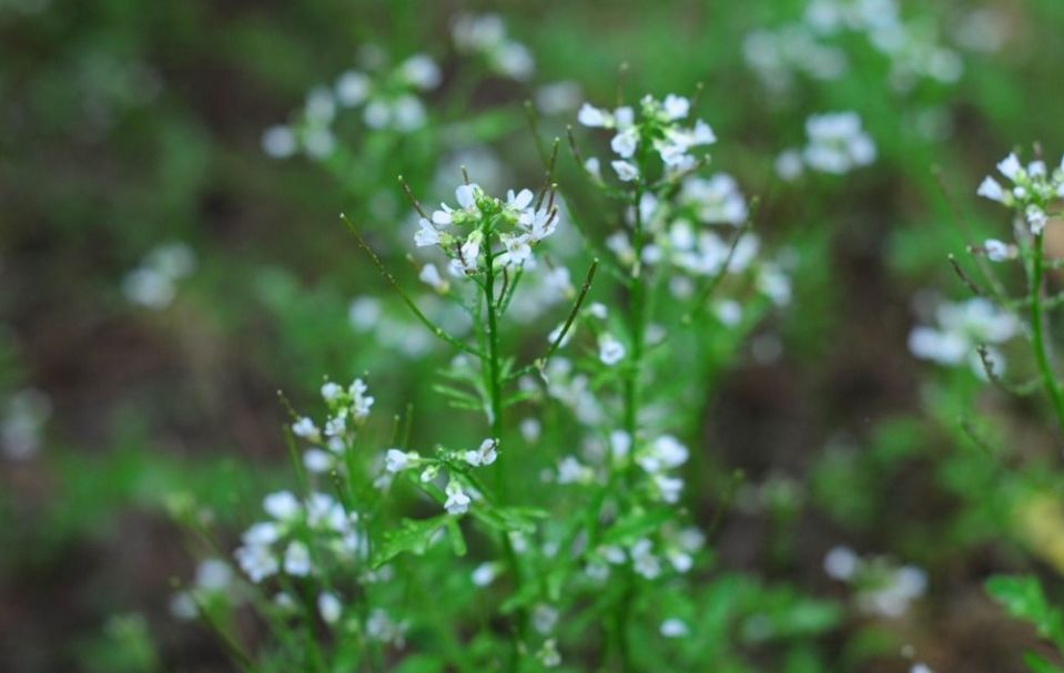 春在溪头荠菜花全诗,春在溪头荠菜花怎么读