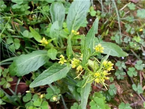 那些常见却叫不上名字的野花野草,常见的野花野草却是农家之宝