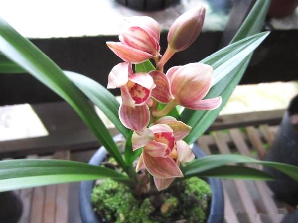 状元红怎么养才能多开花,建兰状元红荷