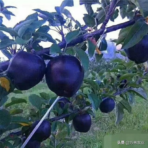 黑苹果种植技术,种植黑桃树的利润