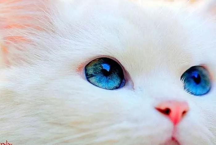 猫咪傲娇，为什么那么多人养？喜欢猫的18个理由，每个都无法反驳