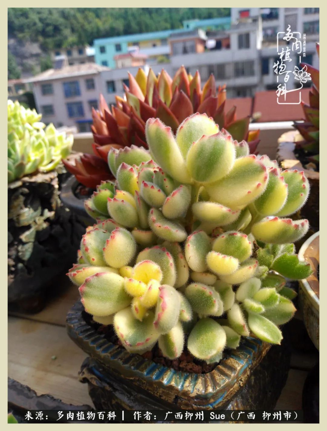 艳阳高照凉爽贵州，我要勤快地捕捉美好！（二）