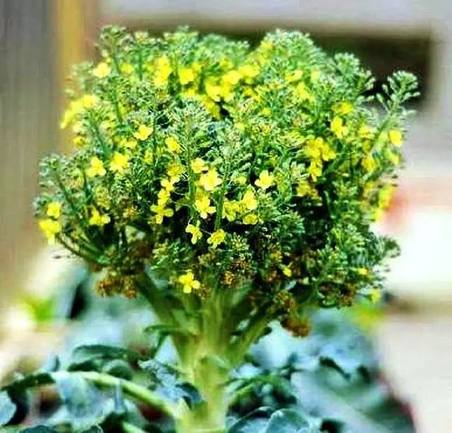 西兰花种子固体饮料的作用,西兰花种子水提取物功效