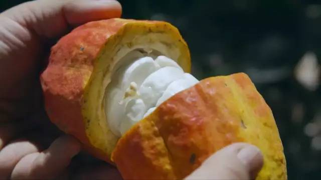 天然去雕饰的《水果传》，给你一场抵挡不住的水果饕餮