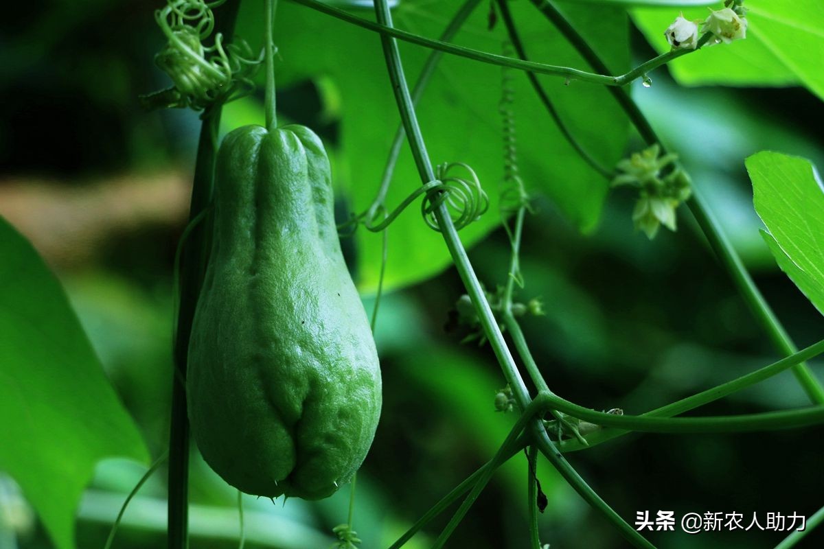 佛手瓜的冬季保存方法和怎样种植,佛手瓜怎么种植大头朝下还是朝上