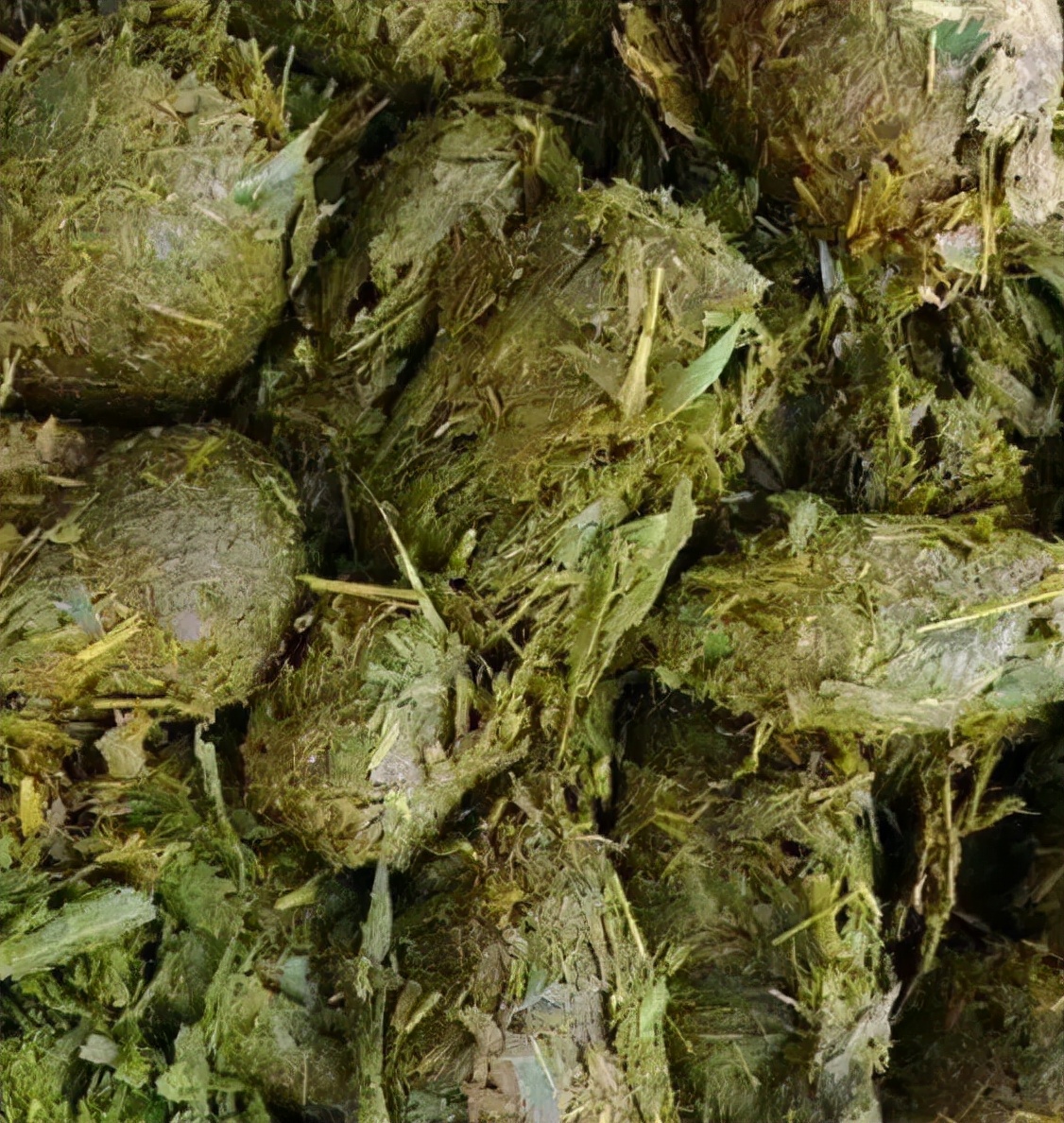 孟非：猫的屎放在咖啡里还能喝。“猫屎咖啡”真是猫咪拉的臭臭？