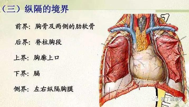 纵隔人体解剖学,纵隔解剖x线表现