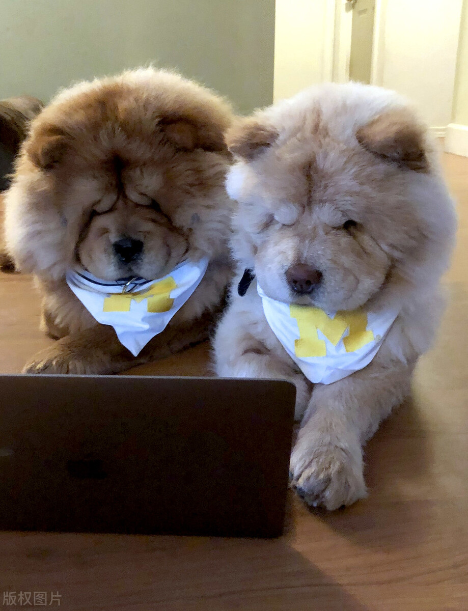 生活中松狮犬的养护须知是什么,松狮犬该怎么养这篇文章为你解读