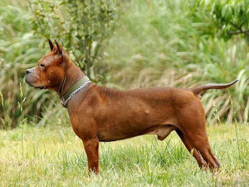 十大猛犬川东猎犬,川东猎犬中国猎犬排第一名的犬