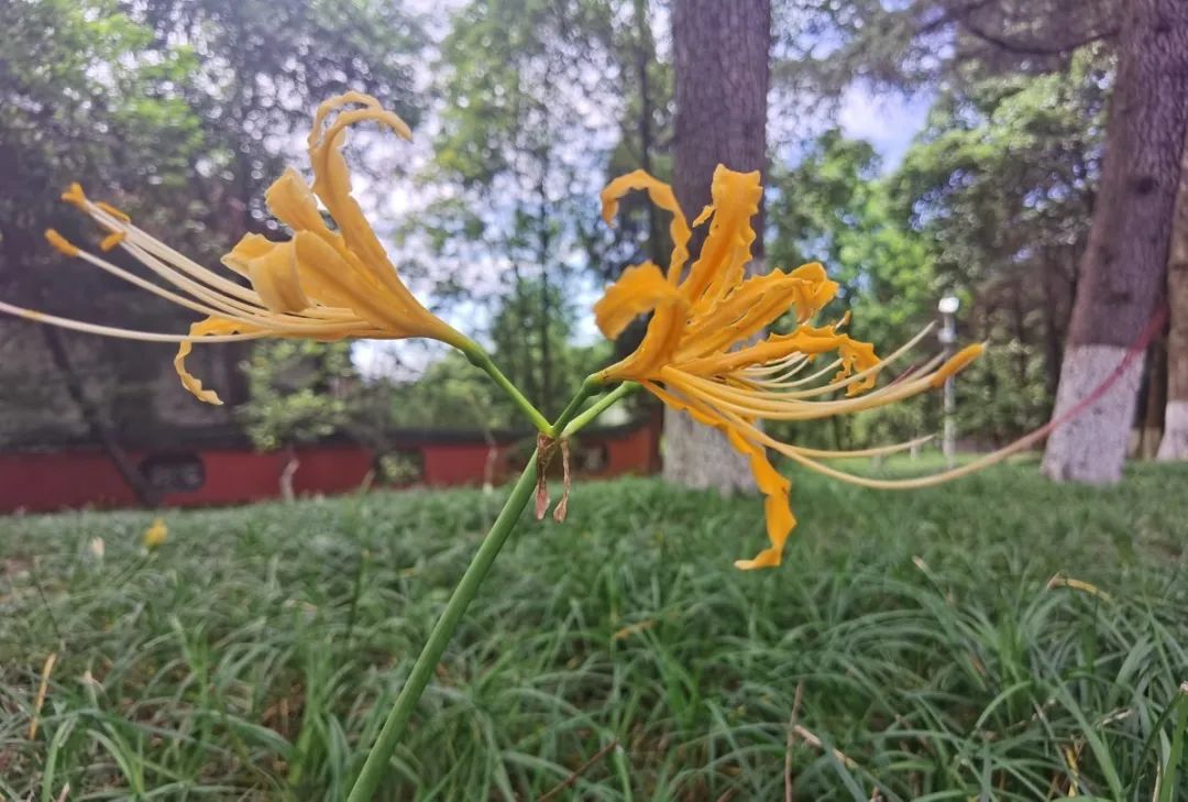 登上富乐山山顶看绵阳美景,登高赏菊富乐山