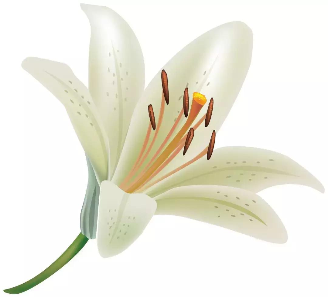 芦丹氏的铁百合,芦丹氏铁百合好闻吗