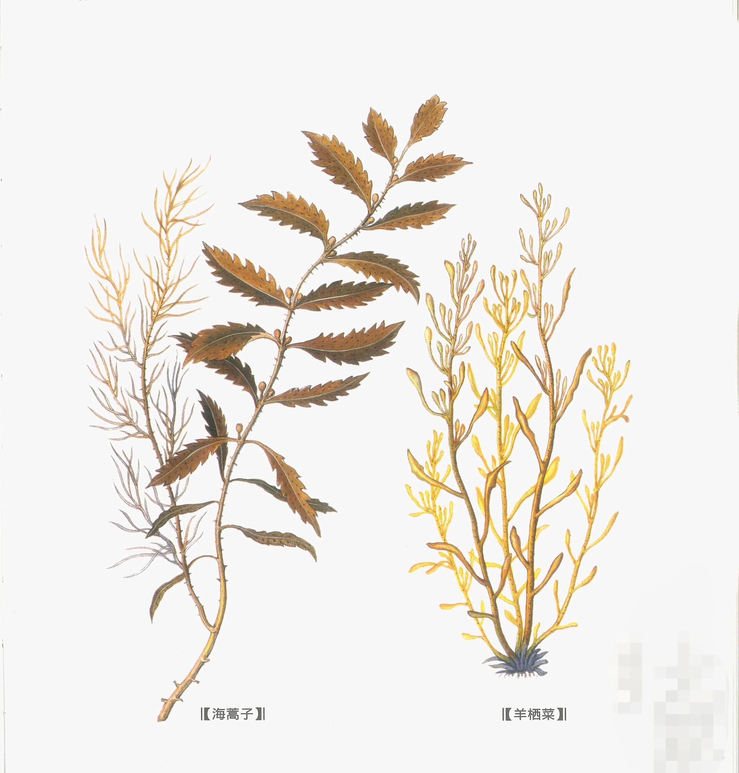 中药大辞典海藻,中药海藻的别名