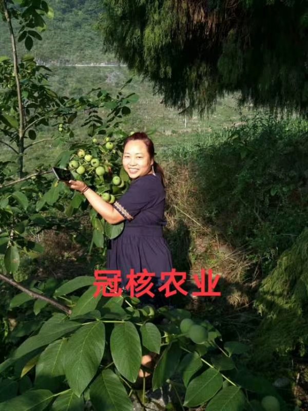 核桃树不结果是咋回事,核桃树不结果啥原因
