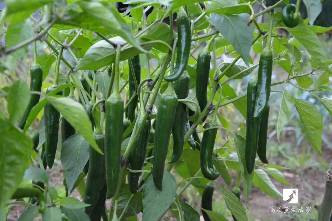 西兰花含维c,维c含量高的食物前十名