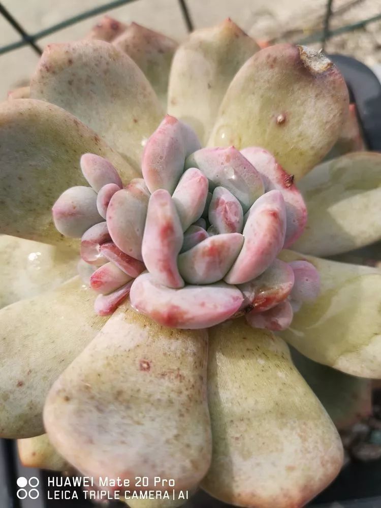 冬日如何更好地养多肉,冬天可以户外养护的多肉