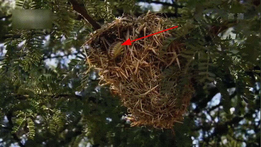 世界上最强大的蟋蟀,世界上最强又凶猛好斗的十种蟋蟀