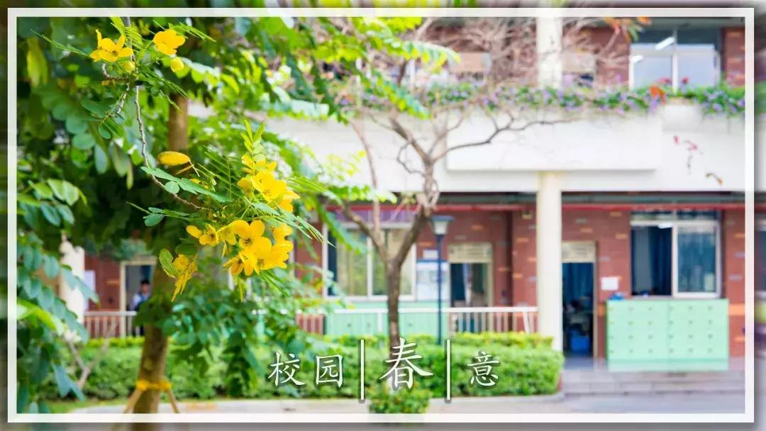 春天该很好，倘若你在场！龙岗最“花心”的地方是……