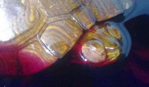 高锰酸钾给乌龟消毒浓度是多少,用高锰酸钾给小乌龟消毒要几分钟