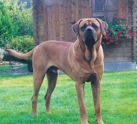 世界上所有的狗品种图片,世界最名贵的狗前十名及其简介