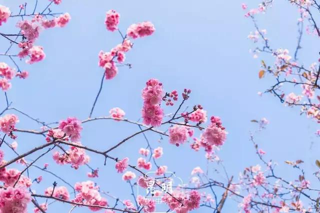 写东湖樱花园的散文,春风中的樱花园散文