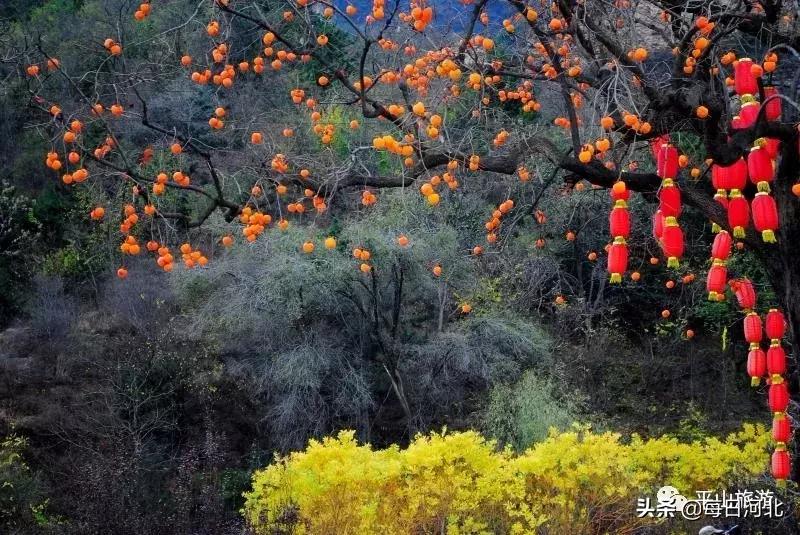 国庆七天乐在线播放,国庆七天乐