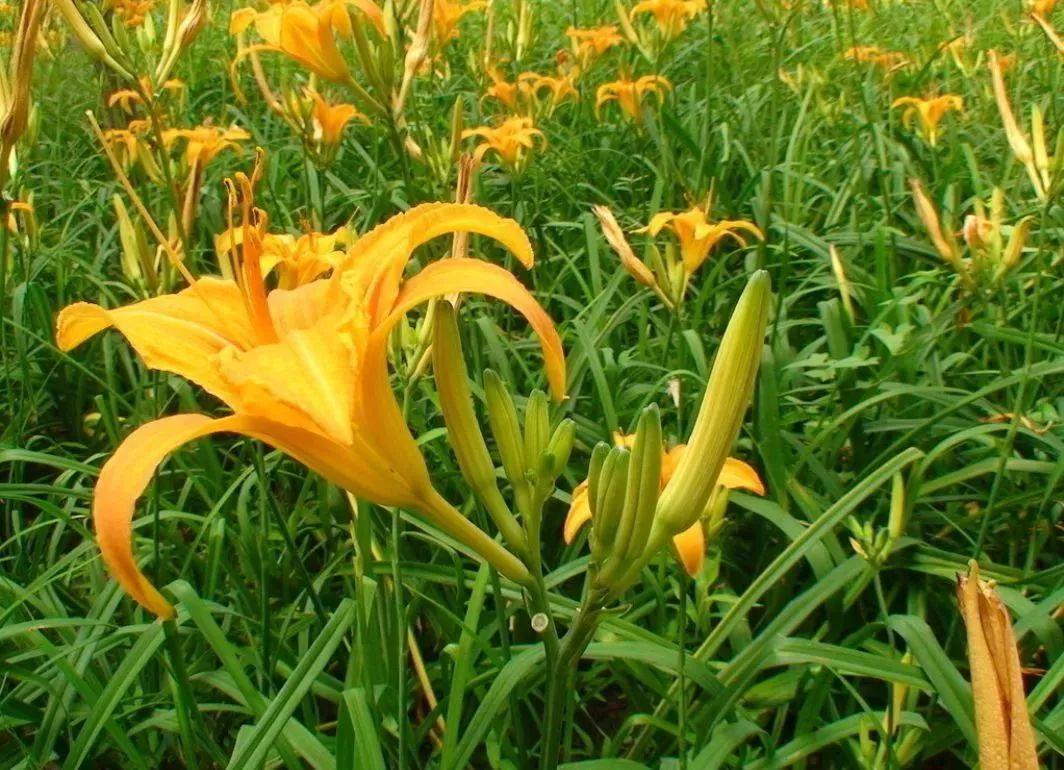 黄花闺女的黄花是什么花,黄花闺女的黄花是啥
