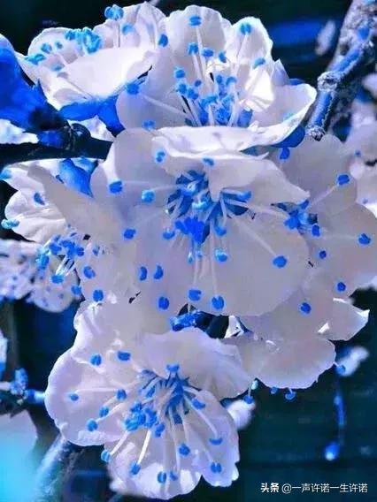 从未见到的怪花,从没见过的奇花