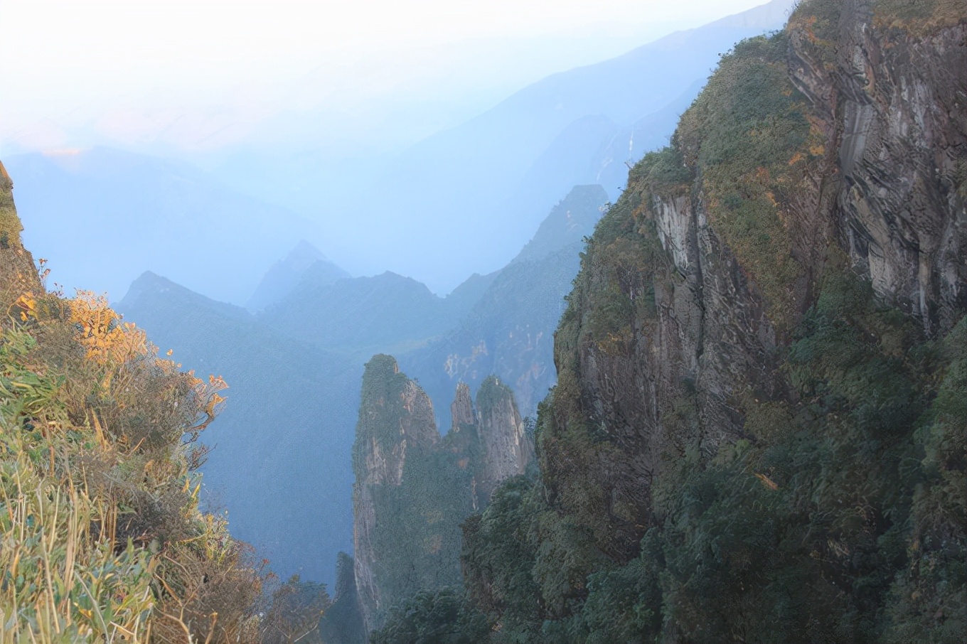 1996年莽山烙铁头蛇,莽山烙铁头被盗事件
