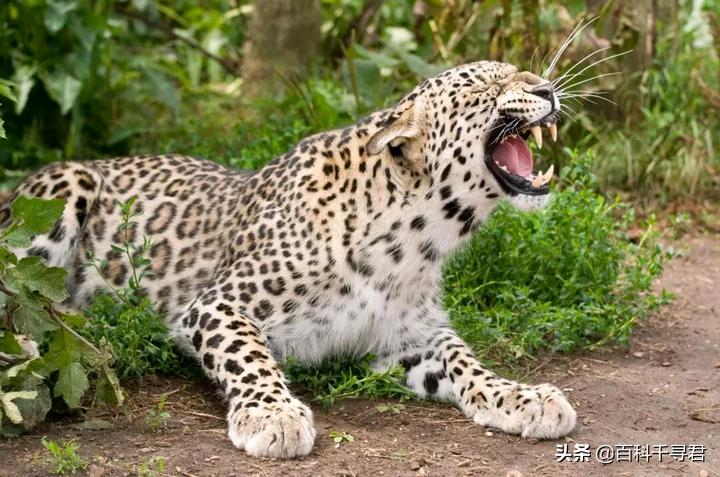 美洲豹是最强大的猫科,最凶猛的猫科动物美洲豹