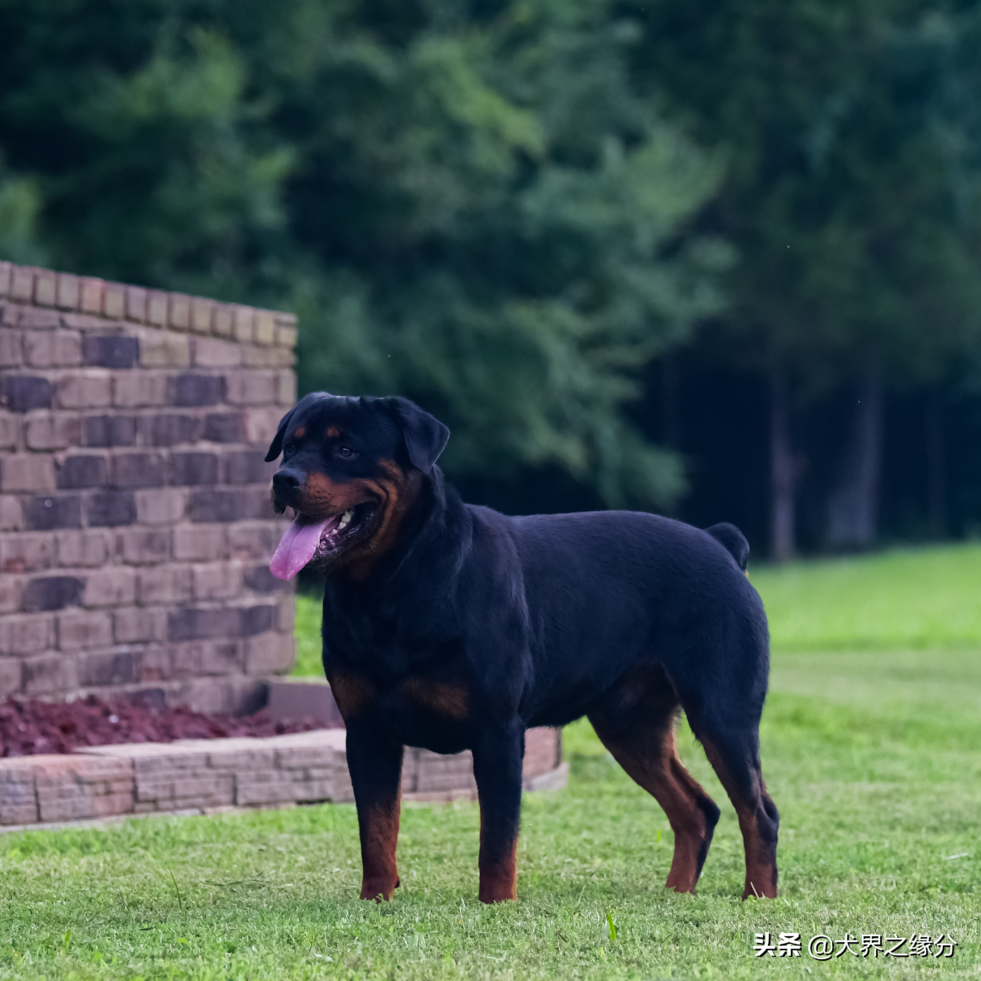 如何挑选好的罗威纳犬,公罗威纳犬与母罗威纳犬的区别