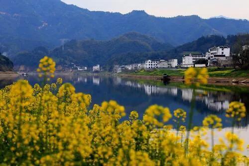 赏油菜花攻略,寻找最美油菜花可去这十大景点