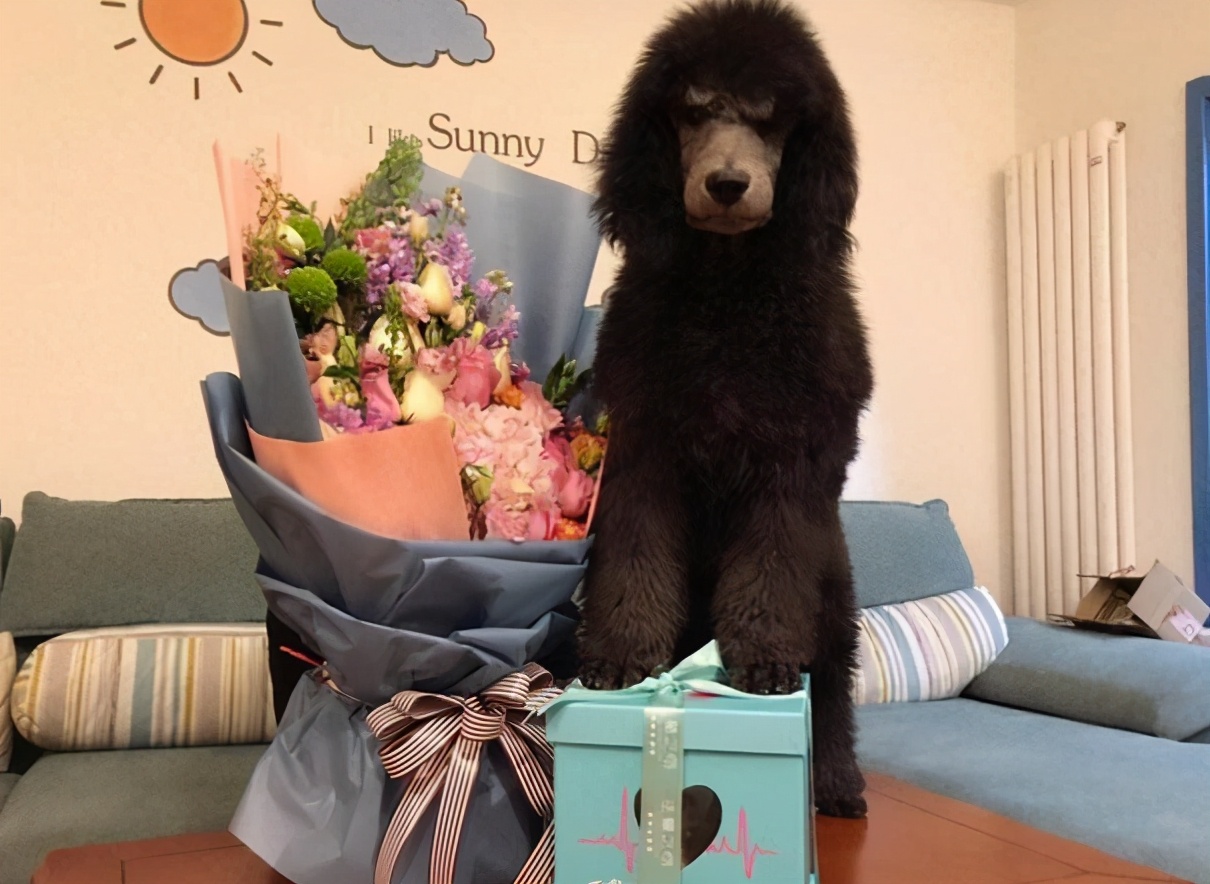 巨型贵宾犬的优缺点分析图片,巨型贵宾犬和巨型泰迪哪个好养活