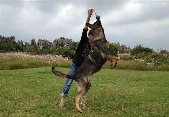 世界各国大型猛犬排名,世界各国猛犬排名
