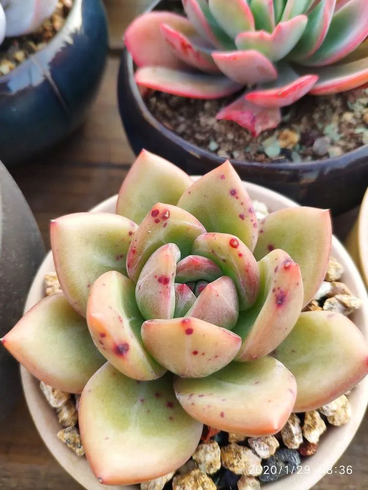 多肉不适合新手养,多肉入坑到什么程度好