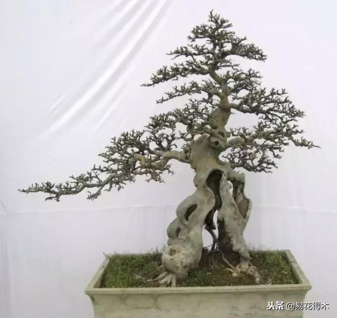 榔榆盆景的鉴赏与养护注意事项,榔榆盆景养护